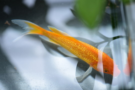 金魚(yú)