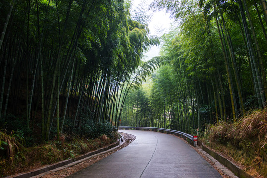 竹林