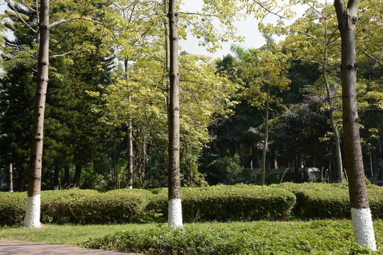 綠樹(shù)