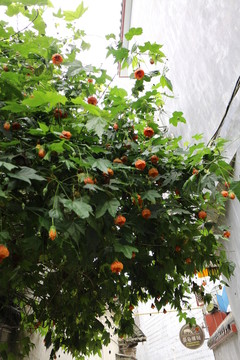吊鐘花