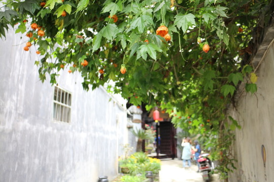 吊鐘花