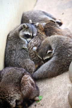 浣熊 動物