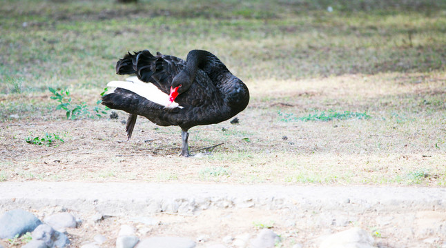 天鵝 鳥類 生態(tài)