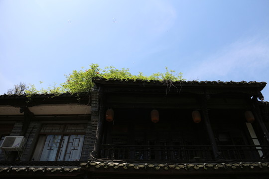 古樓開花