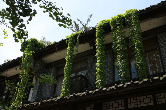古樓生機(jī)