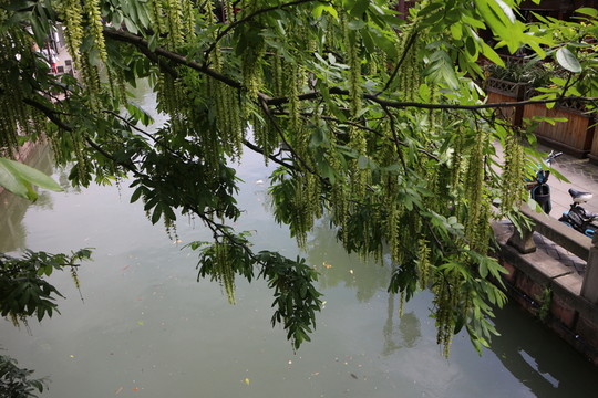 河邊的樹(shù)