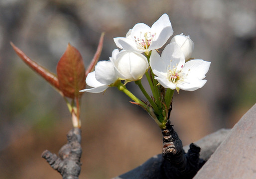 盛開(kāi)的梨花