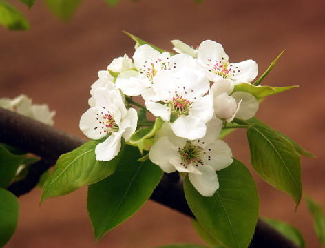 盛開(kāi)的梨花