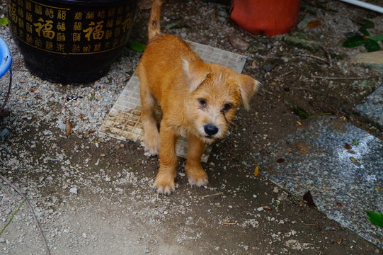 狗