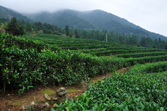 臨海括蒼山茶園風光