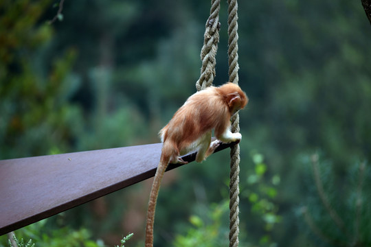 獼猴