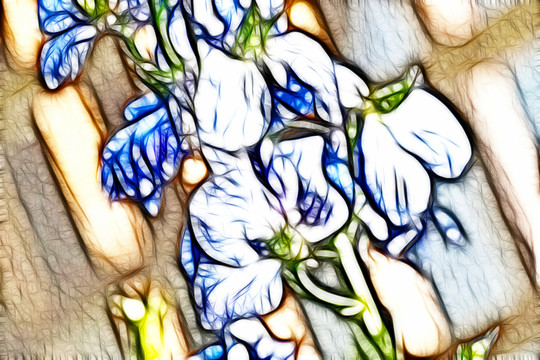 非洲紫羅蘭花束