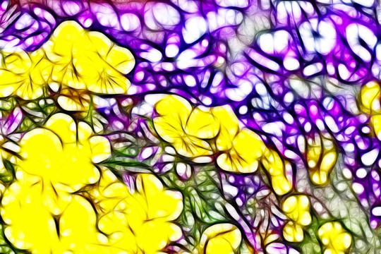 黃三色堇花叢