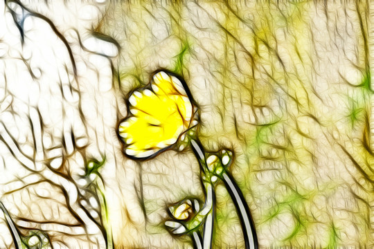 黃色菊花
