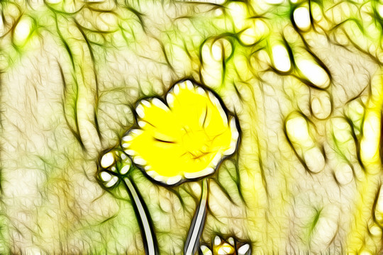 黃色菊花