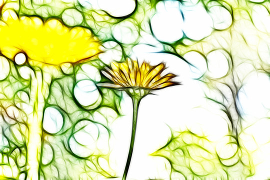 夢幻黃菊花