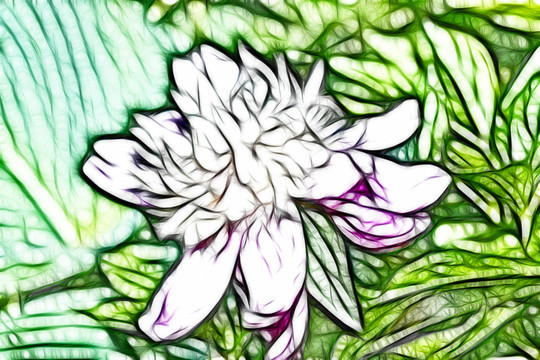 芍藥花