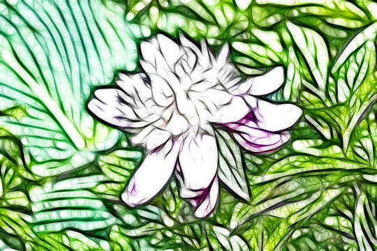 芍藥花