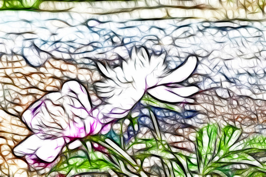芍藥花