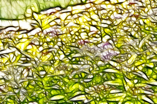 紫荊花從