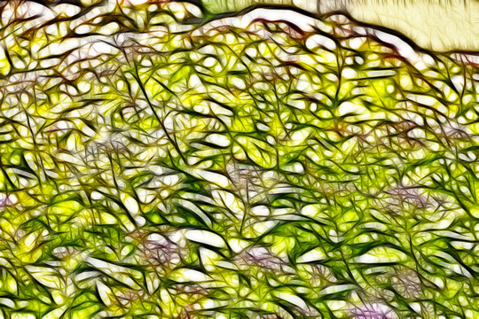 紫荊花從