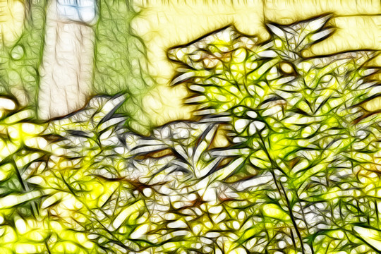 紫荊花從