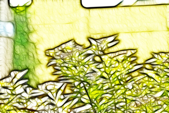 紫荊花從