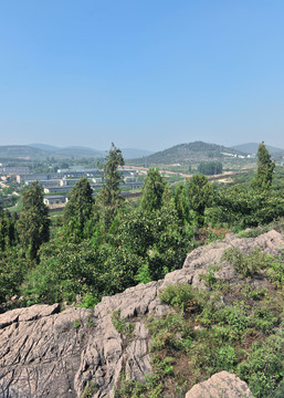樹林  松樹林