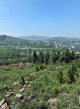 樹林  樹木