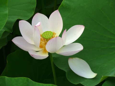 荷花