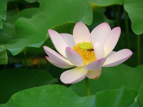 荷花