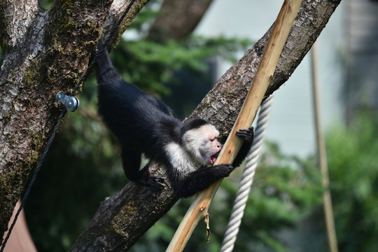 野生動物