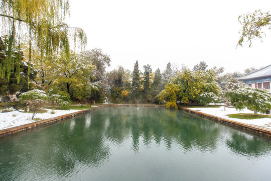 北京大學(xué)校友橋水池垂柳