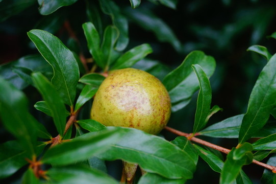 石榴