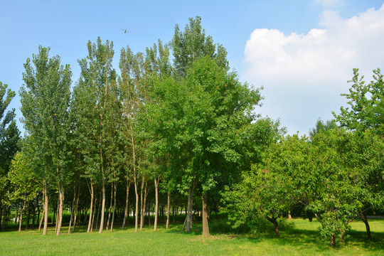 陽光樹林草地