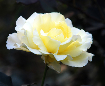 白中透黃月季花