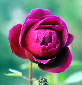 玫瑰紅月季花