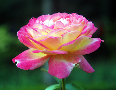 紅中透黃月季花