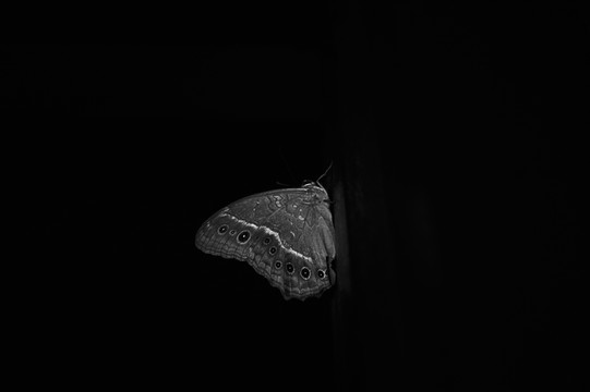 蝴蝶