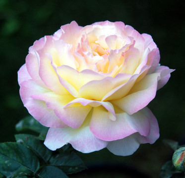 白紅黃相間的月季花