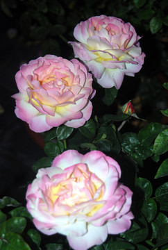 三朵白里透紅的月季花