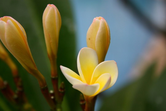 雞蛋花