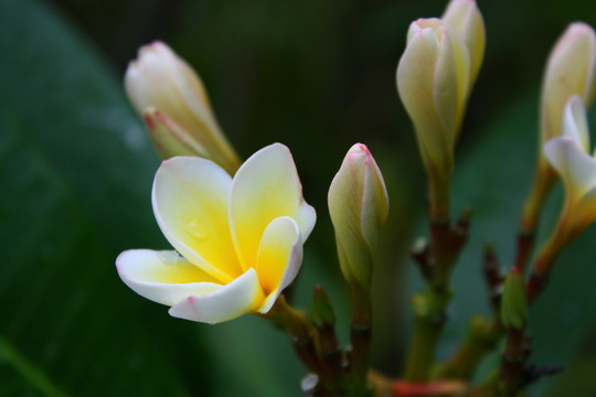 雞蛋花
