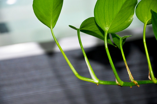 水生植物特寫