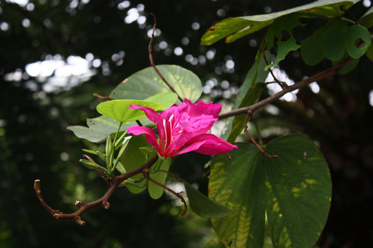 紫荊花