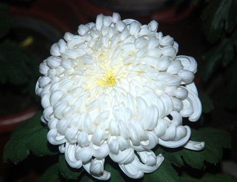 秋天的菊花