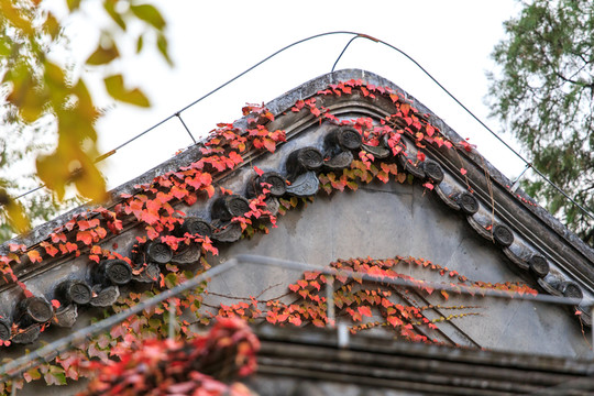 北大校園風(fēng)光靜園燕京六院秋色