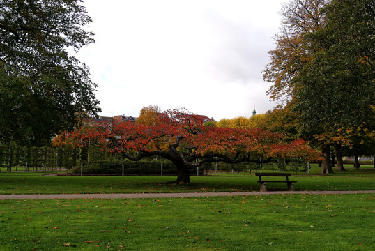公園紅楓樹