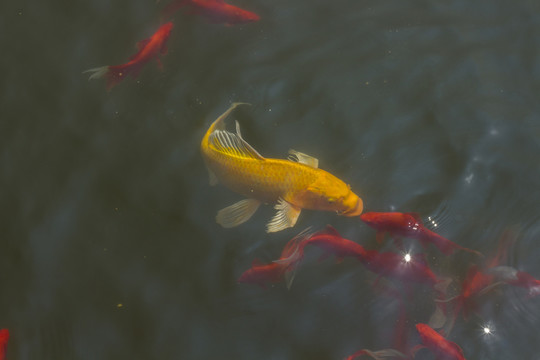 錦鯉