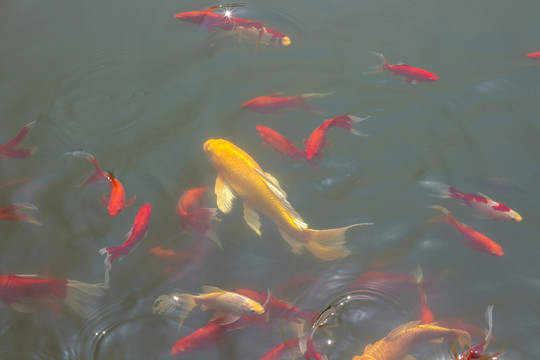 錦鯉